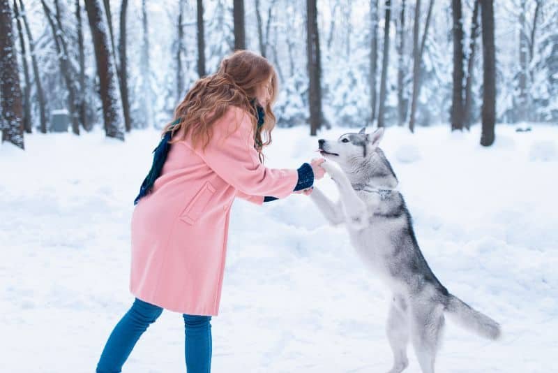 Husky dancing in snow signs show your dog loves you