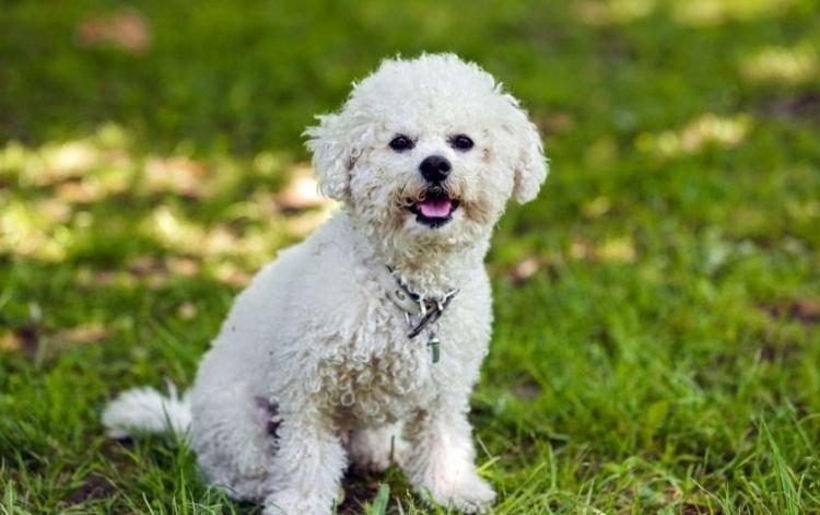 Bichon frise