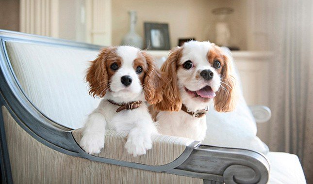 happiest small dog breeds