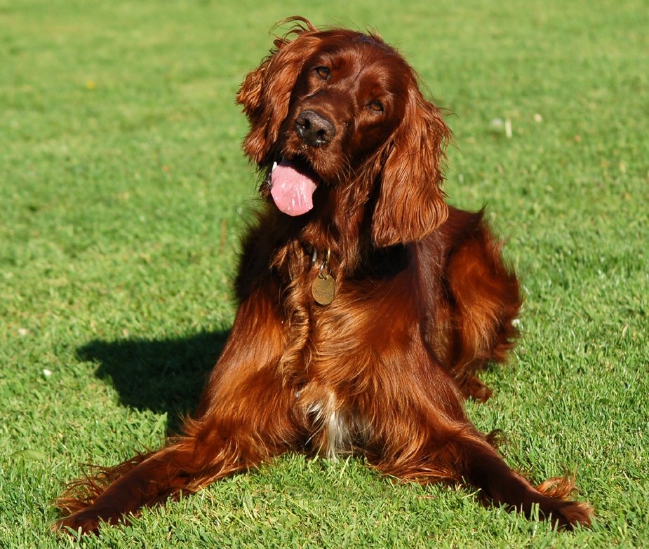 Irish Setter - happiest dog breeds - Red Setter