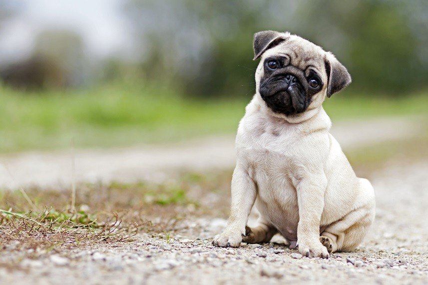 Pug - 10 of the happiest dog breeds