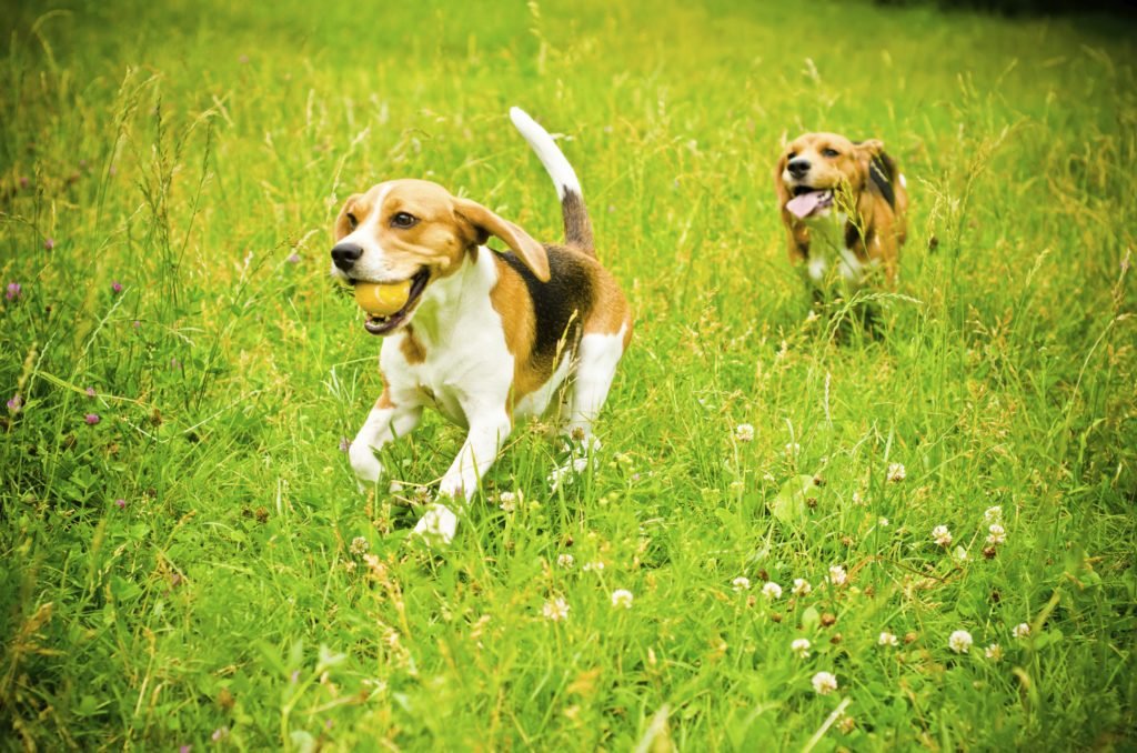 happiest dog breeds 