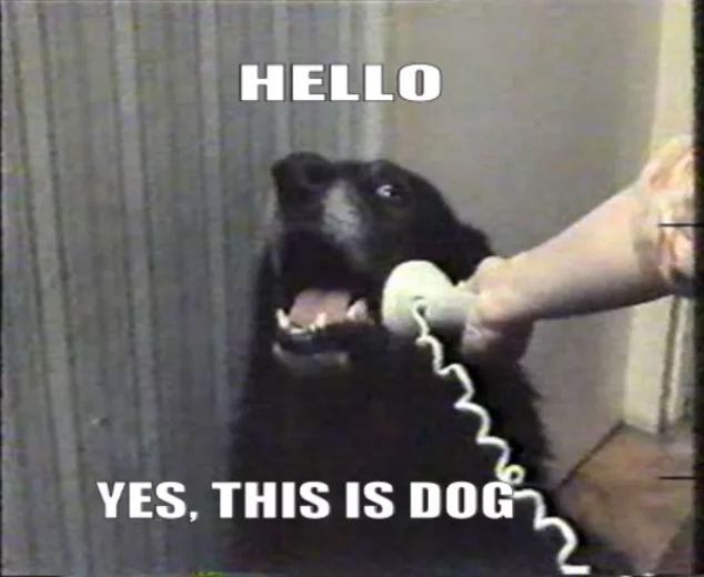 Dog on the phone