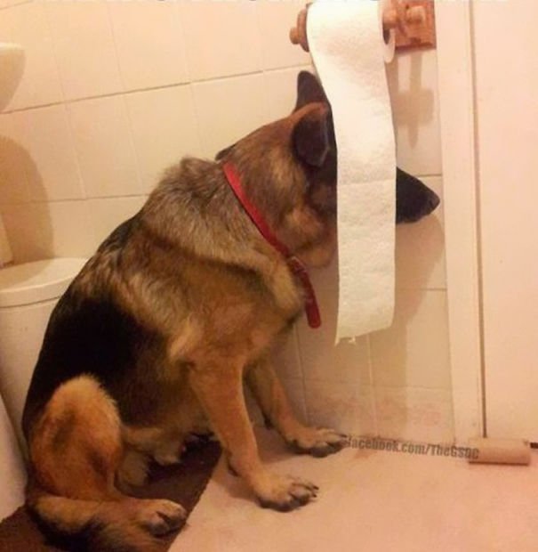 German Shepherd playing hide and seek