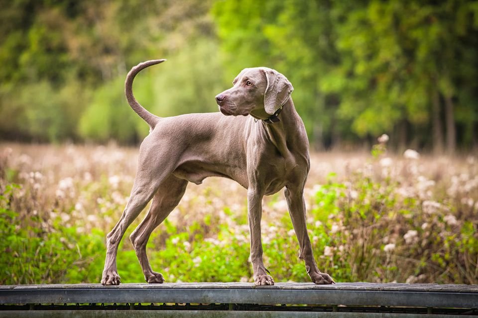 Best active dog breeds