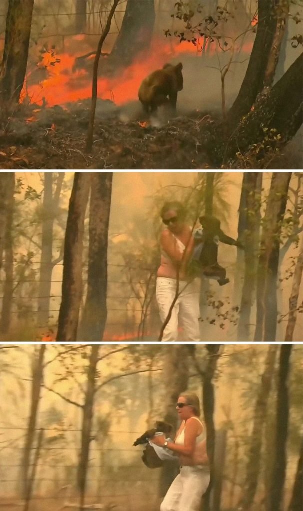 After Spotting A Koala Crossing A Road Amongst The Flames A Woman Rushed To The Animal’s Aid, Wrapping It In Her Shirt And Pouring Water Over It