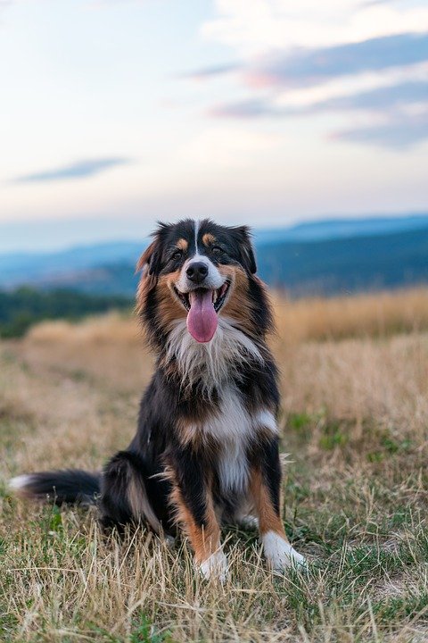 dog breeds for active lifestyle