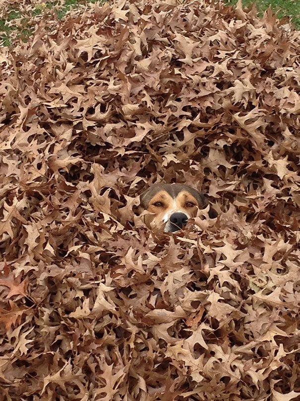 dogs hide seek game