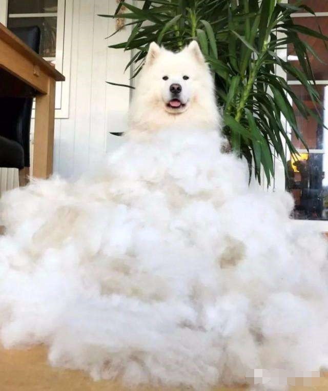 Do Samoyed dogs shed a lot?