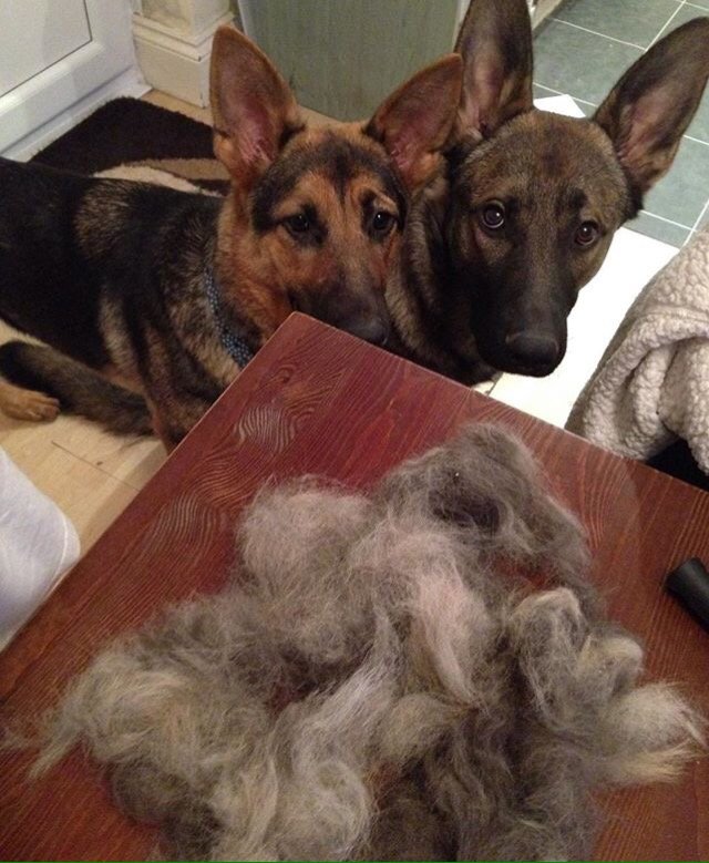 German Shepherd Shedding 