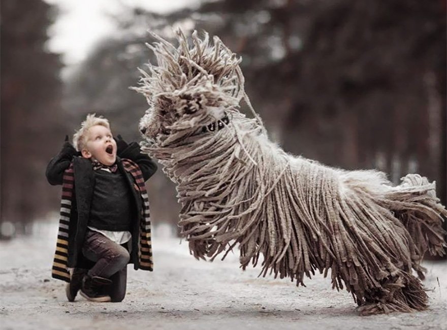 Giant Furry Dog Playing With Kid