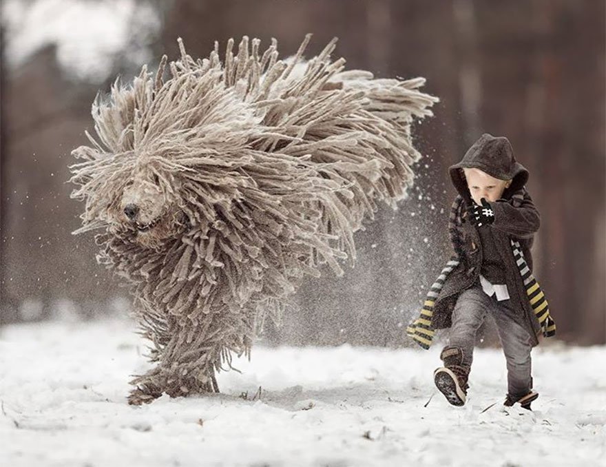 Giant Furry Dog Playing With Kid