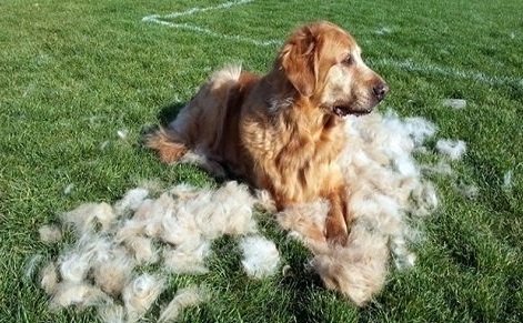 Golden Retrievers Shedding