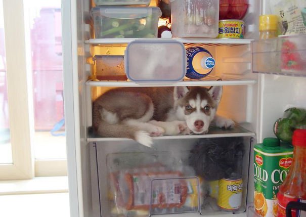 Husky Feeling Invisible in the fridge 