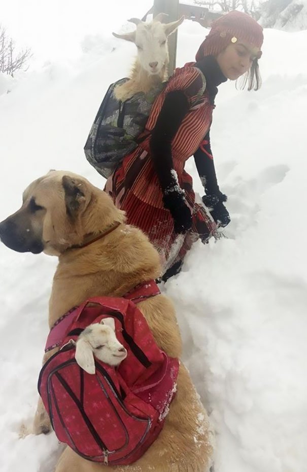 Girl And Her Dog Just Saved A Mom Goat With Her Baby