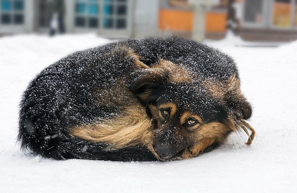 New Pennsylvania Law Makes It Illegal To Leave Your Dog Outside In Cold Weather