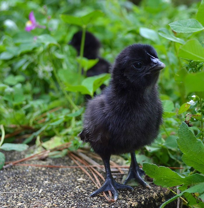 This Rare “Goth Chicken”