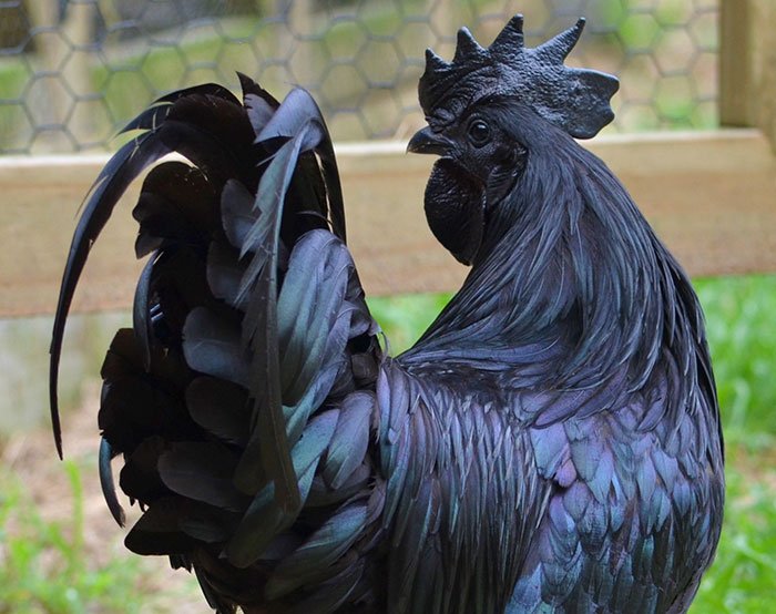 Rare “Goth Chicken” Ayam Cemani