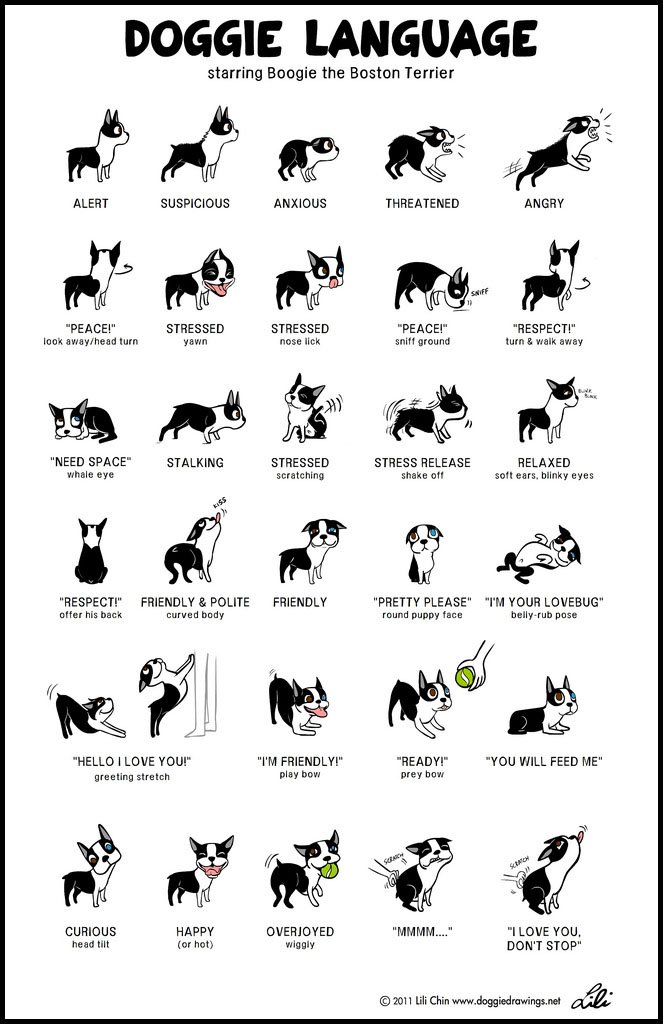 Dog’s Body Language