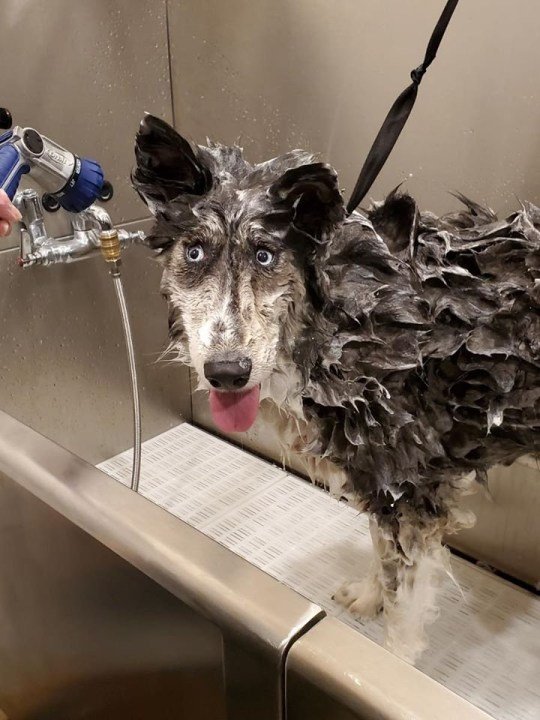 Jubilee shelter husky getting bath