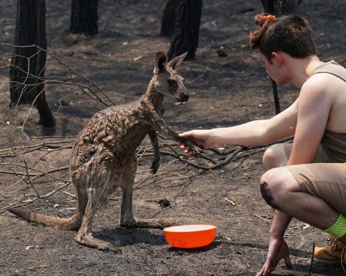 The Boy Helps The Stricken Kangaroo