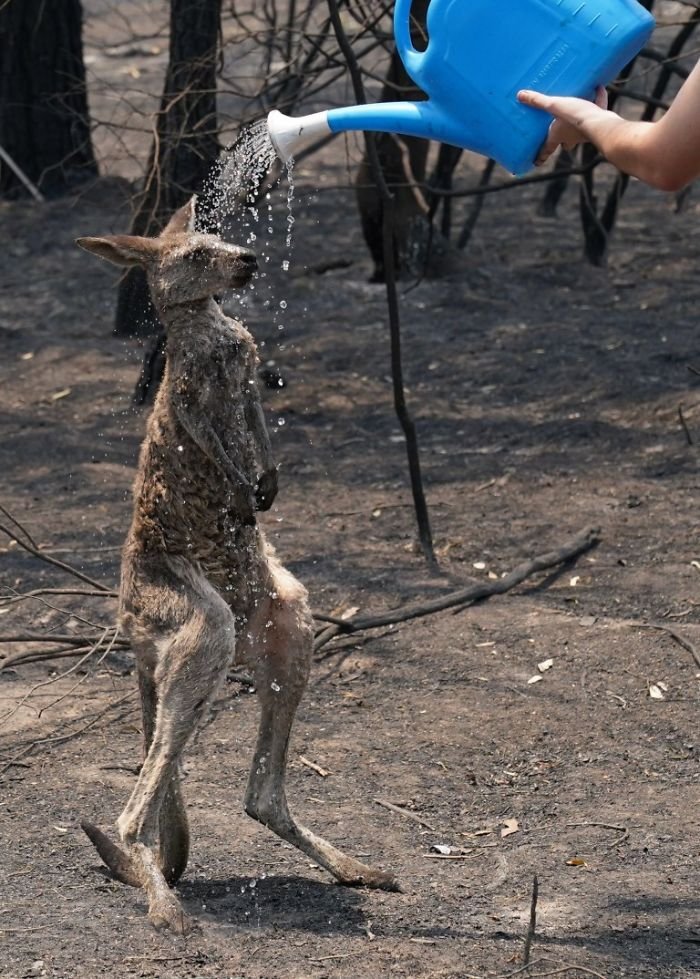 Kangaroo Is Drenched In Water After Approaching A Human For Help