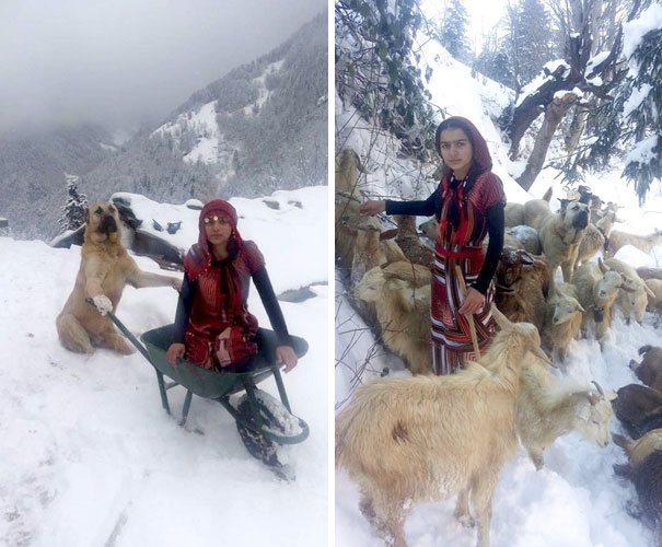 The girl took the mother goat on her back, and put the baby in Tomi’s backpack