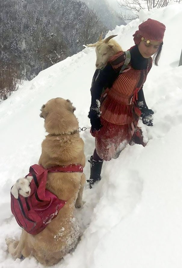 Girl And Her Dog Just Saved A Mom Goat With Her Baby, And It’s The Sweetest Thing You’ll See Today