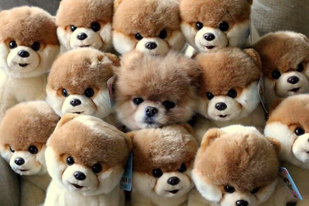 Puppy Hide in Plush Toys 