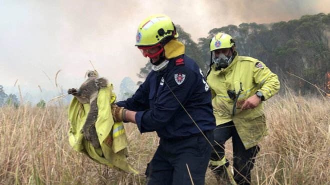 There is a widely-reported estimate that almost half a billion (480 million) animals have been killed by the bush fires in Australia.