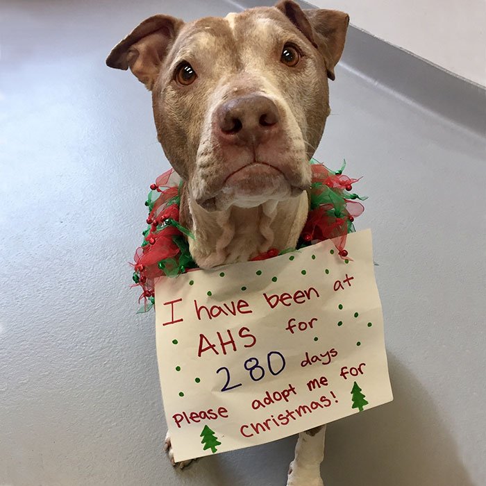 This 9-year-old pooch found himself homeless when his family couldn’t take care of him anymore