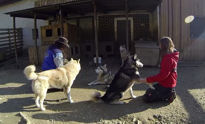 Training and taking care of 17 huskies