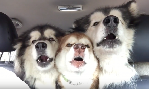 Alaskan Malamutes singing