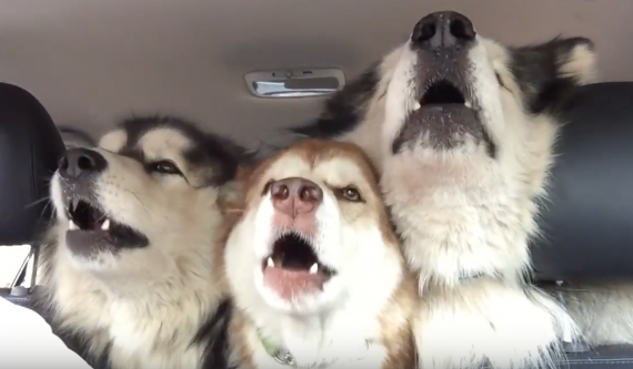 Alaskan Malamutes singing