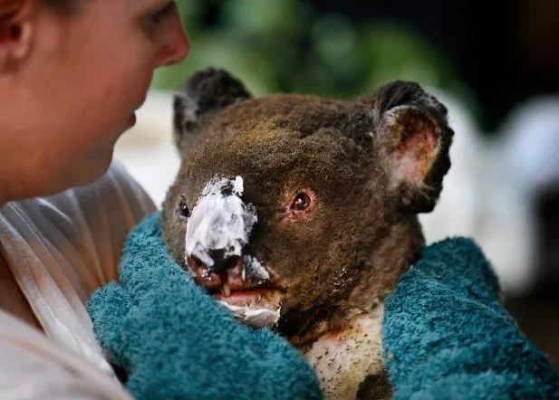 Wildlife carers applied burn cream onto Guzzle's face to help with his injuries