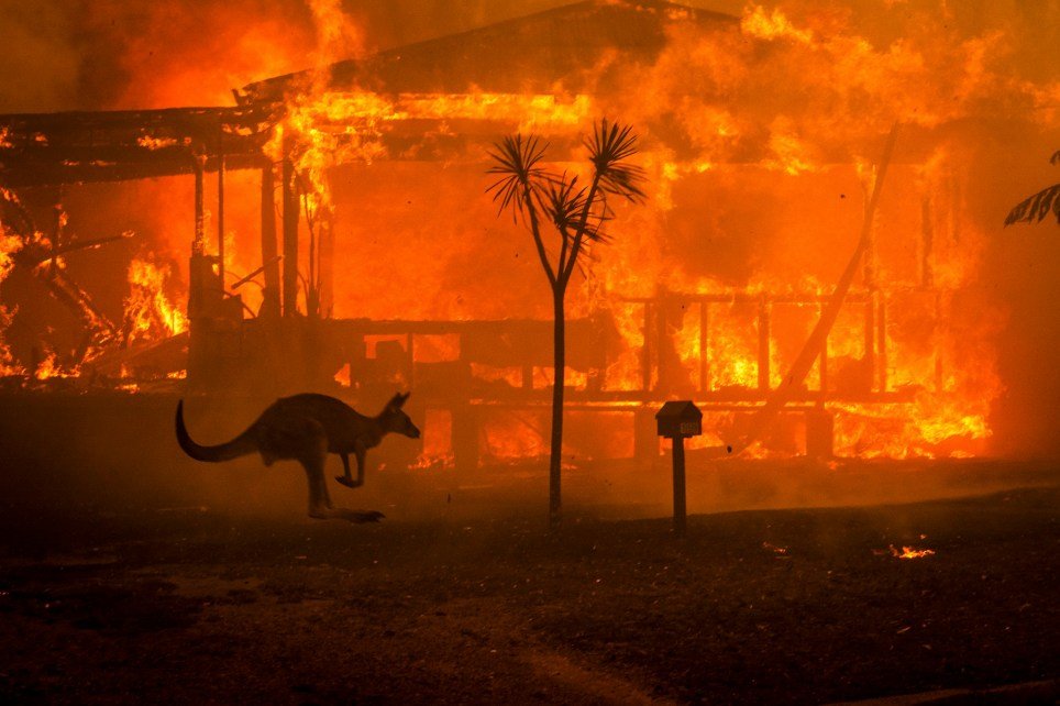 Wildlife ravaged by Australia fires could take decades to recover