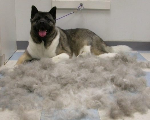 Dog Shedding - 15 Dog Breeds That Shed the Most!