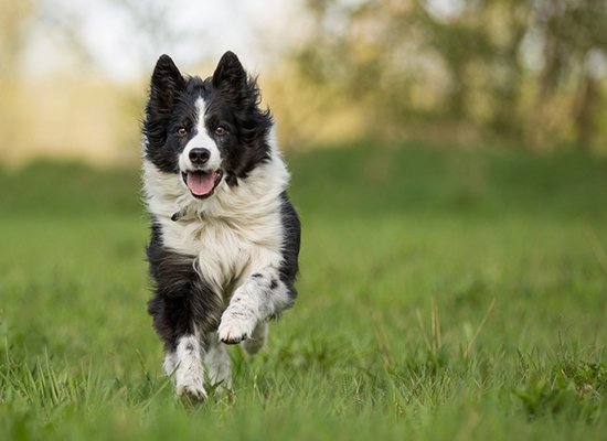 Best active dog breeds