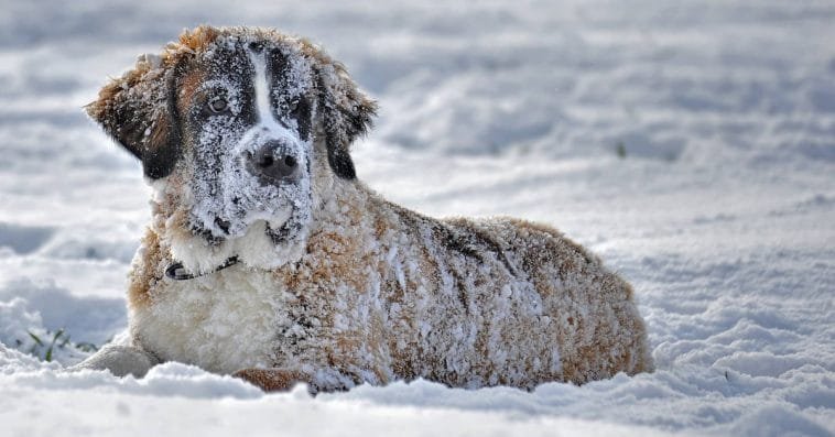 New Pennsylvania Law Makes It Illegal To Leave Your Dog Outside In Cold Weather