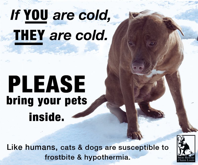 Bring Your Pets Inside