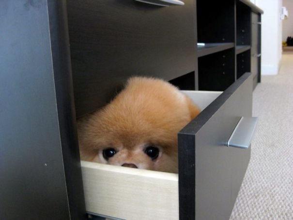 15 Pictures of Dogs Who failed at Hide and Seek Game