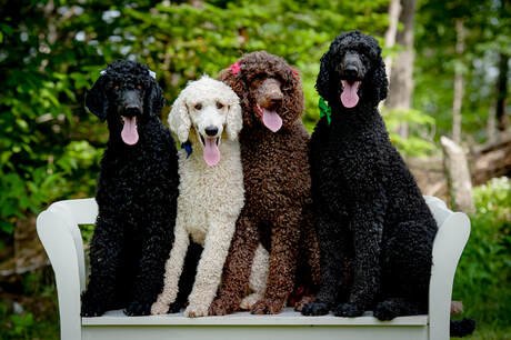 standard poodle dog breeds