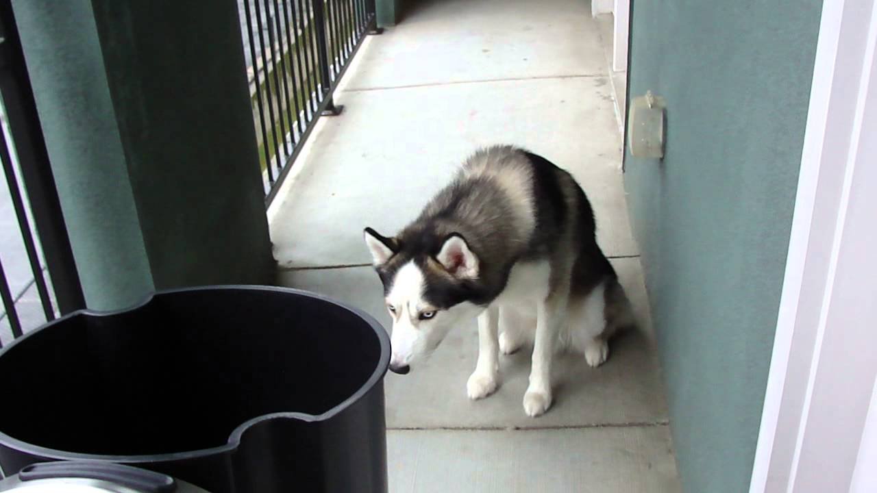 Husky temperament