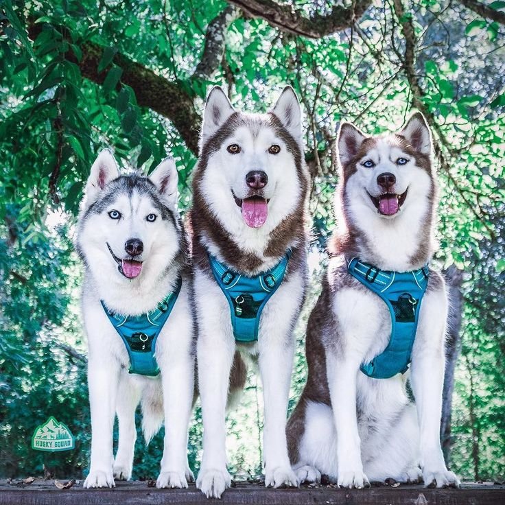 Happy Husky Team