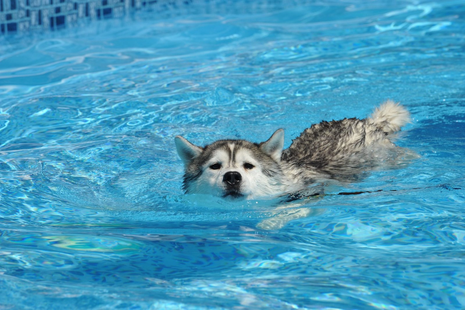 "Husky Swimming"