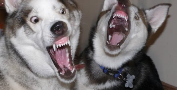 Husky Shows Teeth When Playing