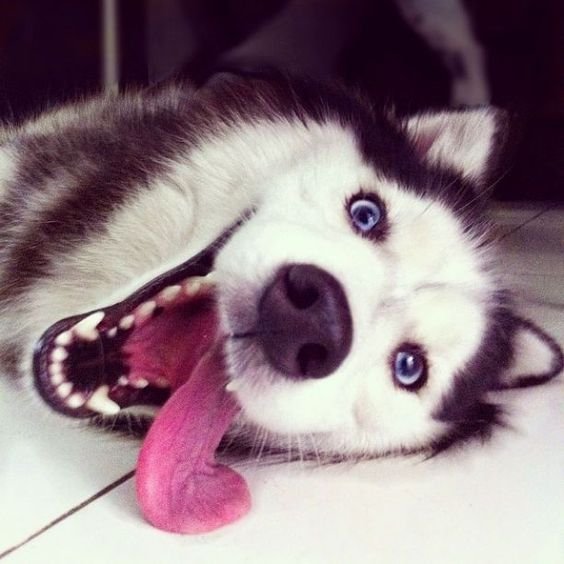 Happy Husky