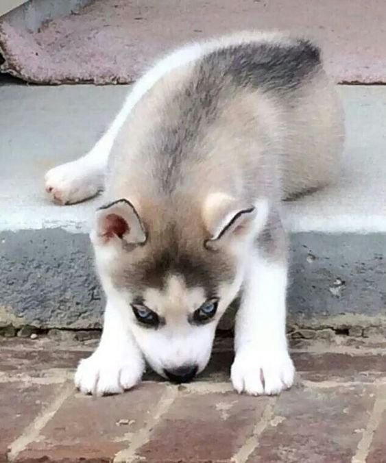 Husky Puppy