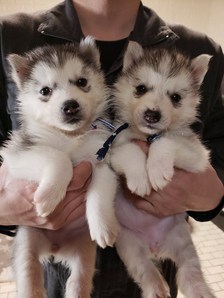 Husky puppies