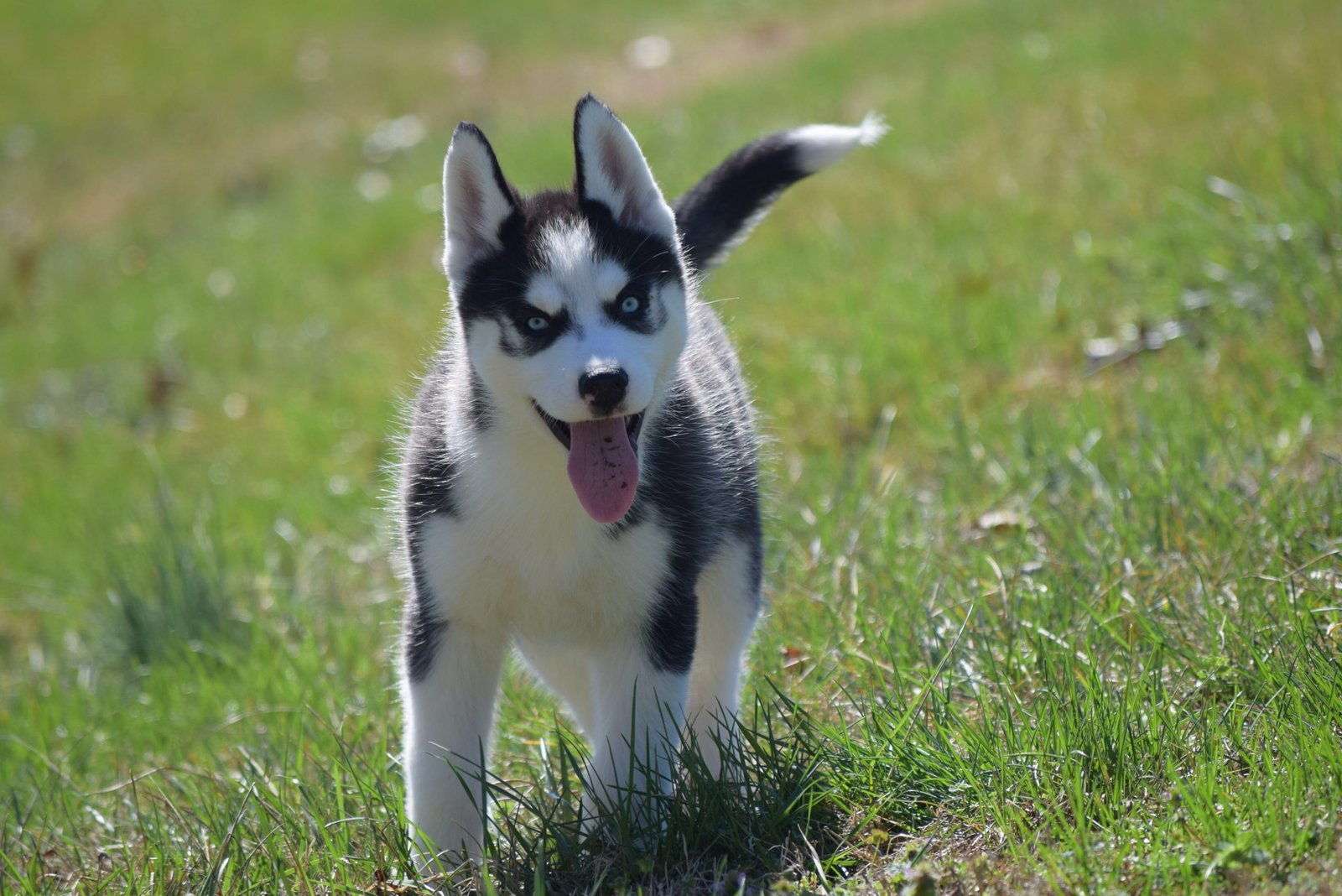 Husky Puppy Wagging The Tail 
